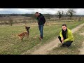 Ex Spürhund Evan (Malinois) sucht ein neues Zuhause 01