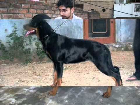 rottwiler