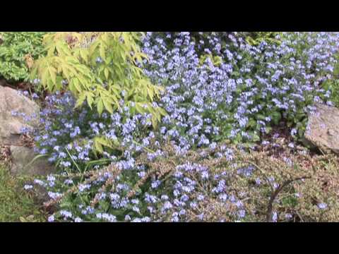 how to transplant forget me nots