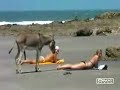 Burro calenturiento