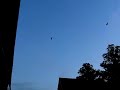 Uitvliegende laatvliegers