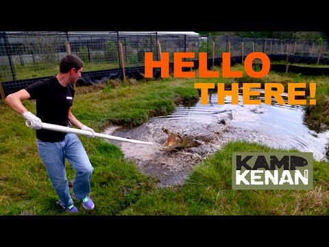 YouTube reptile video