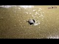 ウミガメ