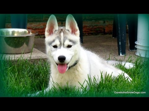 how to train husky to poop