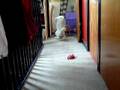 videos de Charm and Bailey