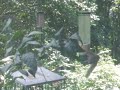 Squirrel vs. Droll Yankee Flipper 