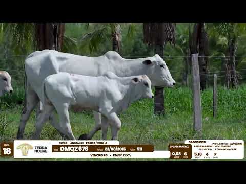 1� De Olho na Fazenda - Terra Nobre