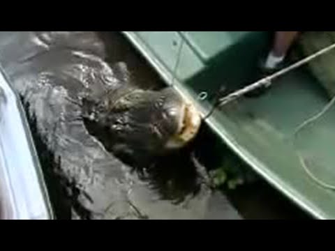 Watch it! Florida alligators ...