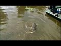 Watch it! Florida alligators disappear in just one foot of water - Ultimate Killers - BBC wildlife