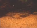 Loach tank