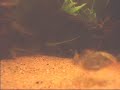 Loach tank