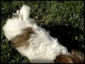 7 weeks shih tzu