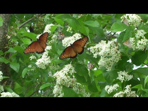 how to transplant dutchman pipe