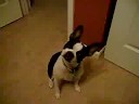 Joeli the Boston terrrier does cute tricks