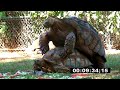 Turtle Love Turtle Love