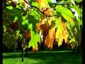 videos de Autumn Leaves - High Quality