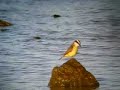 White-tufted Grebe is attacked by Great Kiskadee