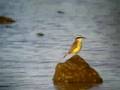 White-tufted Grebe is attacked by Great Kiskadee