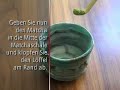 Die richtige Zubereitung von Matcha