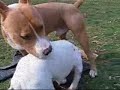 The Most Brutal PitBull Fight Ever SEEN on YOU TUBE