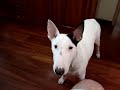 Rakelly - Bull Terrier vs. Lagosta