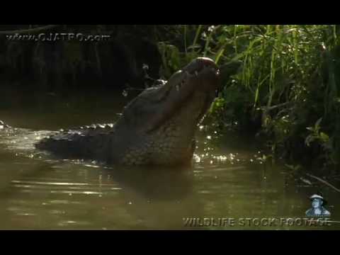 Male Alligator