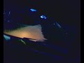 23112008024.mp4 23112008024.mp4