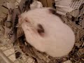 Hamster