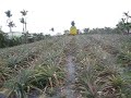 Pinapple Grove in Okinawa Pinapple Grove in Okinawa