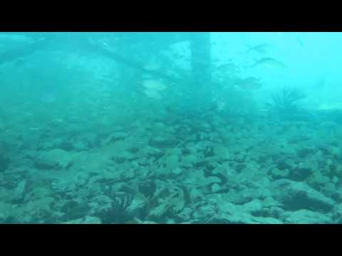Scuba Diving in Miami at Fowey Lighthouse