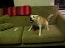 Dale's thoughts on cognitive ethology