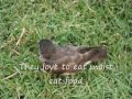 My baby birds