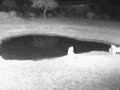 Lions on Africam (Part 1)