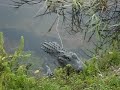Guys Antagonize Alligator in Everglades