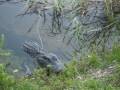 Guys Antagonize Alligator in Everglades