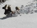 Dachshund Snow Dive