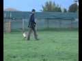 Berro HZR - working-dog.eu.flv