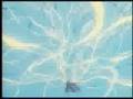 Imaginary