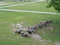 1st Battalion 9th Marines Alpha Co 1st Battalion 9th Marines Alpha Co