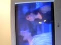 dublagem porno!BacanPedro ChinZé