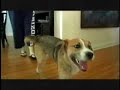Pedigree Commercial - Mary Grace gets Adopted Pedigree Commercial - Mary Grace gets Adopted