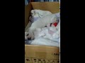 Click here to watch this video れみの育児24 大ちゃんぷきゅで遊ぶ