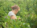 vendange 2008