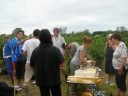 vendange 2008