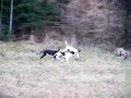 Little Greyhound Pups - running with their mom