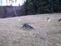 Little Greyhound Pups - running with their mom