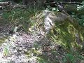 Butterflies at Dog Slaughter Falls Trailhead