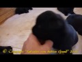 Labrador Retriever Welpen vom kühlen Grund in schwarz