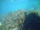 Underwater Journey on the Wacissa River