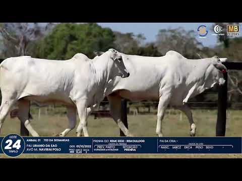 1� DE OLHO NA FAZENDA NELORE SESMARIAS